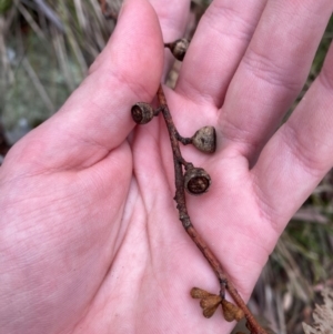 Eucalyptus pauciflora subsp. pauciflora at Tinderry Nature Reserve - 5 Nov 2023 09:42 AM