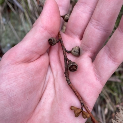 Eucalyptus pauciflora subsp. pauciflora (White Sally, Snow Gum) at Tinderry Nature Reserve - 5 Nov 2023 by Tapirlord