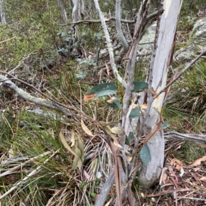 Eucalyptus pauciflora subsp. pauciflora at Tinderry Nature Reserve - 5 Nov 2023 09:42 AM