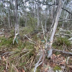 Eucalyptus pauciflora subsp. pauciflora at Tinderry Nature Reserve - 5 Nov 2023 09:42 AM