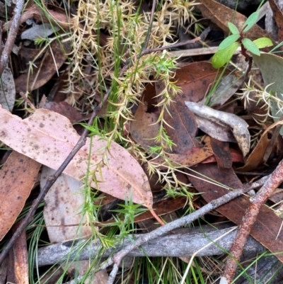 Stellaria pungens (Prickly Starwort) at Tinderry, NSW - 4 Nov 2023 by Tapirlord