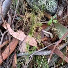 Stellaria pungens at Tinderry Nature Reserve - 5 Nov 2023