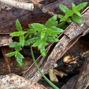 Gonocarpus tetragynus at Tinderry Nature Reserve - 5 Nov 2023