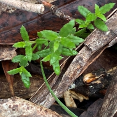 Gonocarpus tetragynus (Common Raspwort) at Tinderry, NSW - 4 Nov 2023 by Tapirlord