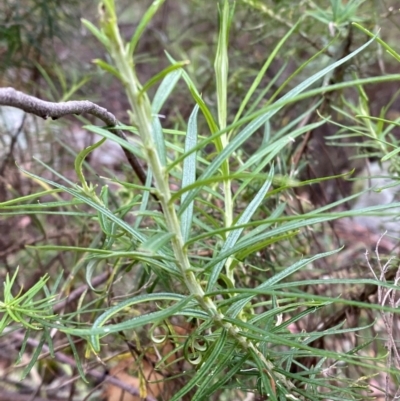 Cassinia longifolia (Shiny Cassinia, Cauliflower Bush) at Tinderry Nature Reserve - 5 Nov 2023 by Tapirlord
