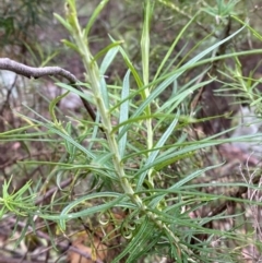 Cassinia longifolia (Shiny Cassinia, Cauliflower Bush) at Tinderry, NSW - 4 Nov 2023 by Tapirlord