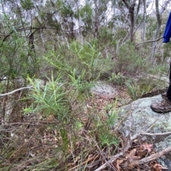 Cassinia longifolia at Tinderry Nature Reserve - 5 Nov 2023 09:31 AM