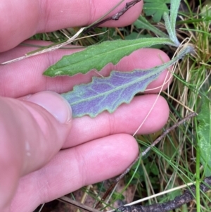 Senecio prenanthoides at Tinderry Nature Reserve - 5 Nov 2023