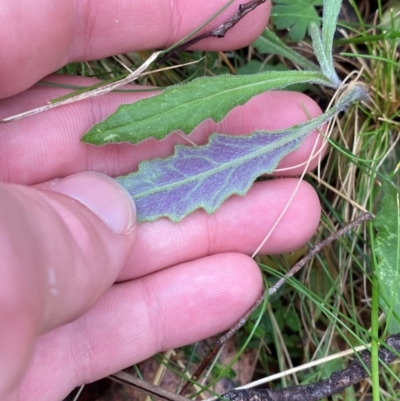 Senecio prenanthoides (Common Forest Fireweed) at Tinderry Nature Reserve - 4 Nov 2023 by Tapirlord