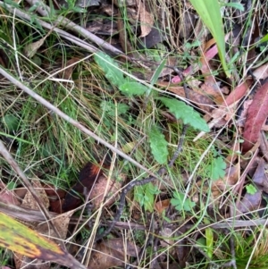 Senecio prenanthoides at Tinderry Nature Reserve - 5 Nov 2023