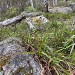 Dianella tasmanica (Tasman Flax Lily) at Tinderry Nature Reserve - 4 Nov 2023 by Tapirlord