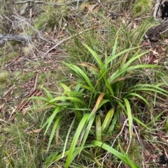 Dianella tasmanica at Tinderry Nature Reserve - 5 Nov 2023 09:27 AM