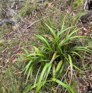 Dianella tasmanica at Tinderry Nature Reserve - 5 Nov 2023 09:27 AM