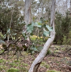 Eucalyptus dalrympleana subsp. dalrympleana (Mountain Gum) at Tinderry Nature Reserve - 5 Nov 2023 by Tapirlord