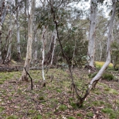 Eucalyptus dalrympleana subsp. dalrympleana at Tinderry Nature Reserve - 5 Nov 2023