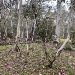 Eucalyptus dalrympleana subsp. dalrympleana at Tinderry Nature Reserve - 5 Nov 2023 09:18 AM