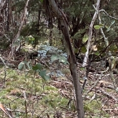 Eucalyptus dalrympleana subsp. dalrympleana at Tinderry Nature Reserve - 5 Nov 2023 09:18 AM