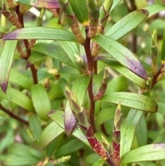 Leucopogon gelidus at Tinderry Nature Reserve - 4 Nov 2023 by Tapirlord