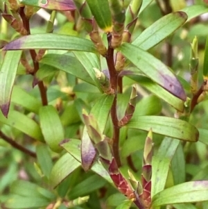 Leucopogon gelidus at Tinderry Nature Reserve - 5 Nov 2023