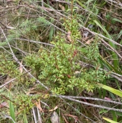 Leucopogon gelidus at Tinderry Nature Reserve - 5 Nov 2023