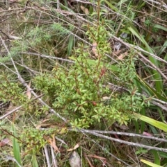 Leucopogon gelidus at Tinderry Nature Reserve - 5 Nov 2023 09:16 AM