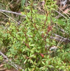 Leucopogon gelidus at Tinderry Nature Reserve - 5 Nov 2023 09:16 AM