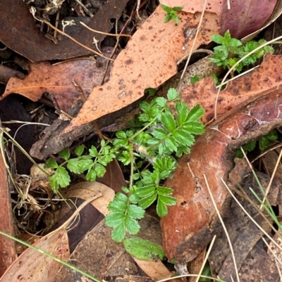 Acaena novae-zelandiae (Bidgee Widgee) at Tinderry, NSW - 4 Nov 2023 by Tapirlord