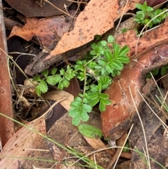 Acaena novae-zelandiae at Tinderry Nature Reserve - 5 Nov 2023