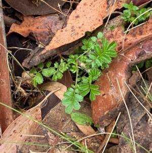 Acaena novae-zelandiae at Tinderry Nature Reserve - 5 Nov 2023 09:16 AM