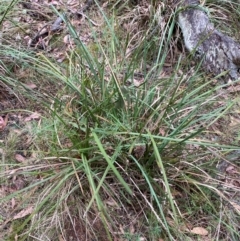 Lomandra longifolia (Spiny-headed Mat-rush, Honey Reed) at Tinderry Nature Reserve - 5 Nov 2023 by Tapirlord