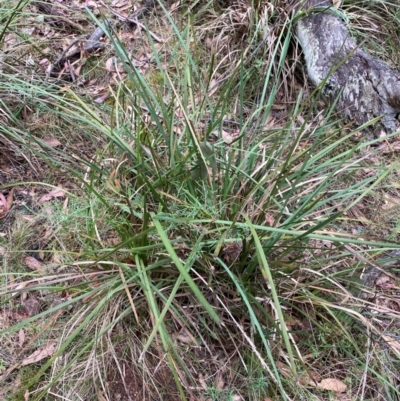 Lomandra longifolia (Spiny-headed Mat-rush, Honey Reed) at Tinderry Nature Reserve - 5 Nov 2023 by Tapirlord