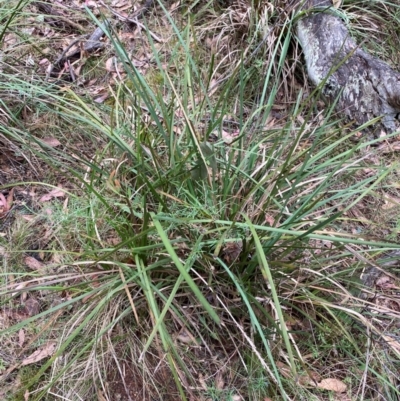 Lomandra longifolia (Spiny-headed Mat-rush, Honey Reed) at Tinderry Nature Reserve - 4 Nov 2023 by Tapirlord