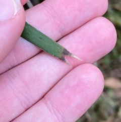 Lomandra longifolia at Tinderry Nature Reserve - 5 Nov 2023 09:04 AM