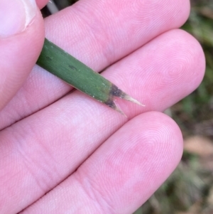 Lomandra longifolia at Tinderry Nature Reserve - 5 Nov 2023 09:04 AM