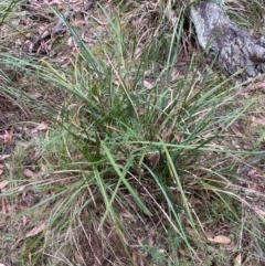 Lomandra longifolia at Tinderry Nature Reserve - 5 Nov 2023 09:04 AM