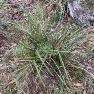 Lomandra longifolia at Tinderry Nature Reserve - 5 Nov 2023