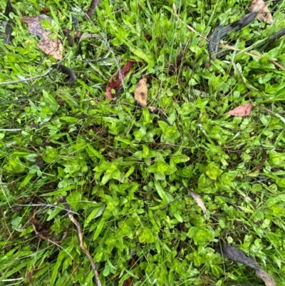 Gratiola peruviana (Australian Brooklime) at Tinderry Nature Reserve - 5 Nov 2023 by Tapirlord