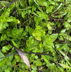 Gratiola peruviana at Tinderry Nature Reserve - 5 Nov 2023