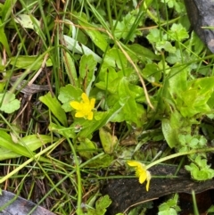 Ranunculus pimpinellifolius (Bog Buttercup) at Tinderry, NSW - 4 Nov 2023 by Tapirlord