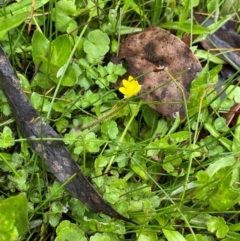 Ranunculus pimpinellifolius at Tinderry Nature Reserve - 5 Nov 2023 08:57 AM