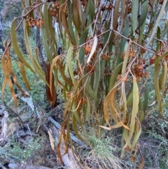 Amyema pendula subsp. pendula (Drooping Mistletoe) at Tinderry Nature Reserve - 5 Nov 2023 by Tapirlord
