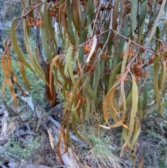 Amyema pendula subsp. pendula (Drooping Mistletoe) at Tinderry, NSW - 4 Nov 2023 by Tapirlord