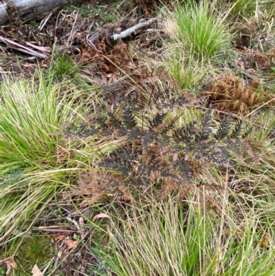 Pteridium esculentum (Bracken) at Tinderry Nature Reserve - 5 Nov 2023 by Tapirlord