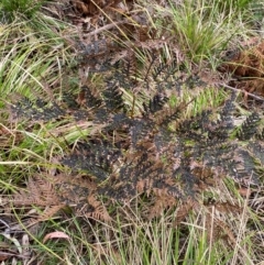 Pteridium esculentum at Tinderry Nature Reserve - 5 Nov 2023
