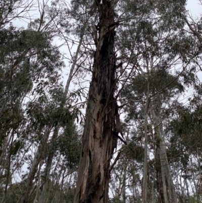 Eucalyptus viminalis subsp. viminalis (Manna Gum) at Tinderry, NSW - 4 Nov 2023 by Tapirlord