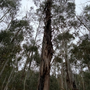 Eucalyptus viminalis subsp. viminalis at Tinderry Nature Reserve - 5 Nov 2023