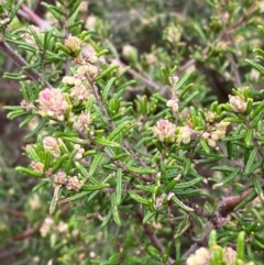 Pomaderris phylicifolia subsp. ericoides (Narrow-leaf Pomaderris) at Tinderry Nature Reserve - 4 Nov 2023 by Tapirlord