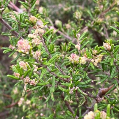 Pomaderris phylicifolia subsp. ericoides (Narrow-leaf Pomaderris) at Tinderry, NSW - 4 Nov 2023 by Tapirlord