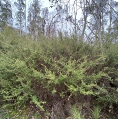 Pomaderris phylicifolia subsp. ericoides at Tinderry Nature Reserve - 5 Nov 2023