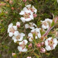 Leptospermum arachnoides (Spidery Tea-tree) at Tinderry, NSW - 4 Nov 2023 by Tapirlord